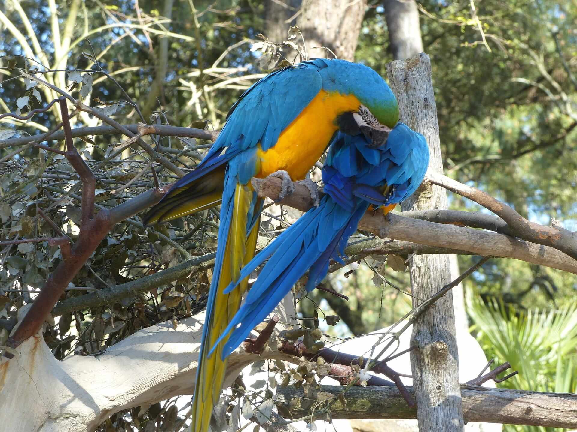 Zoo de La Palmyre girafes et animaux exotiques