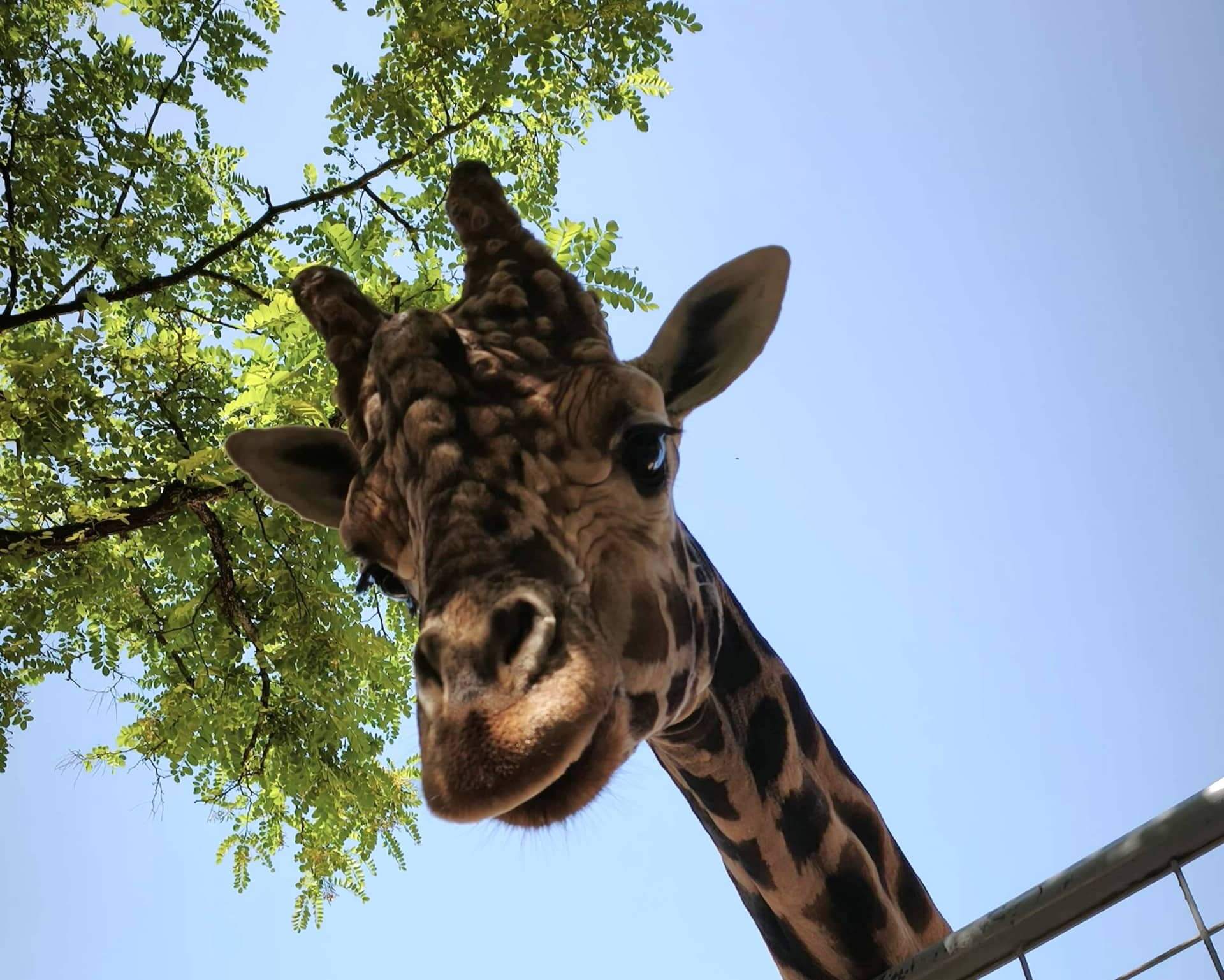 Girafes du Zoo de La Palmyre — incontournable des vacances en Charente-Maritime