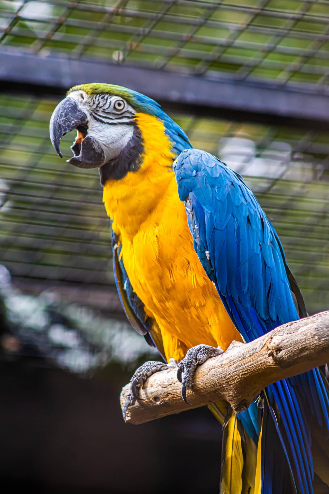 Ara bleu au Zoo de La Palmyre en Charente-Maritime